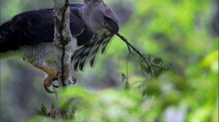 Video thumbnail: Nature The Power in This Eagle