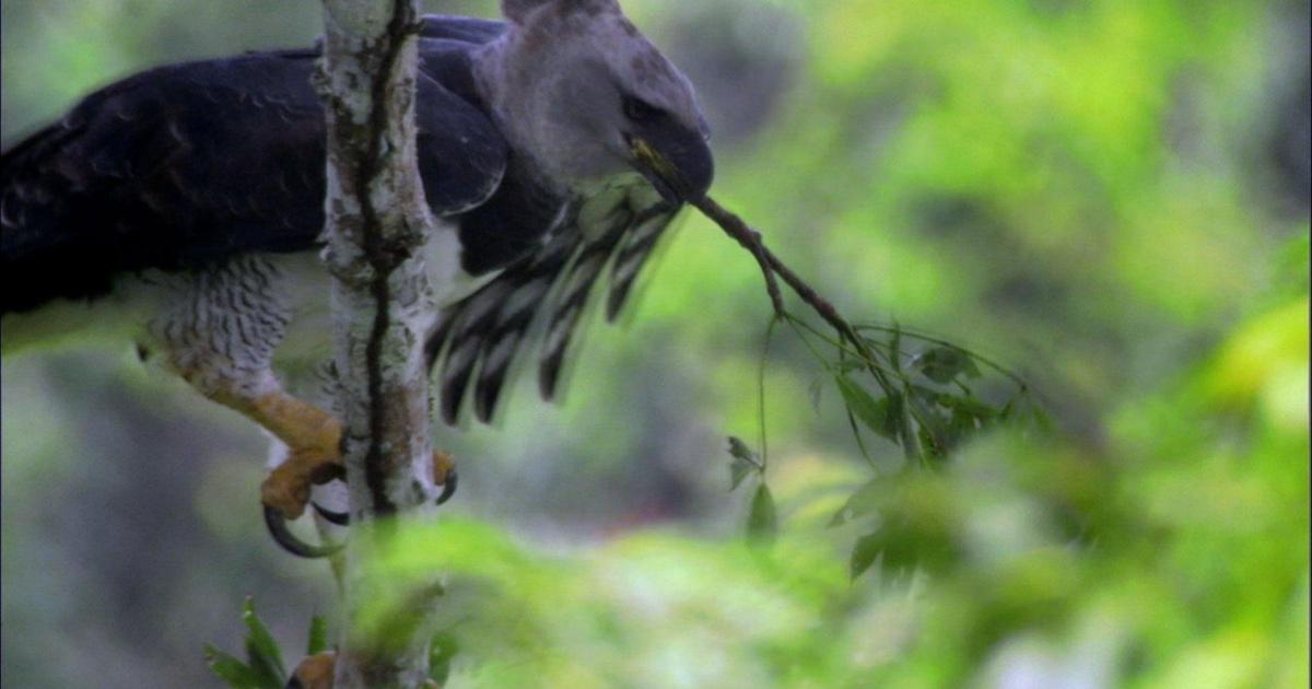 Harpy Eagle - Nature - My View