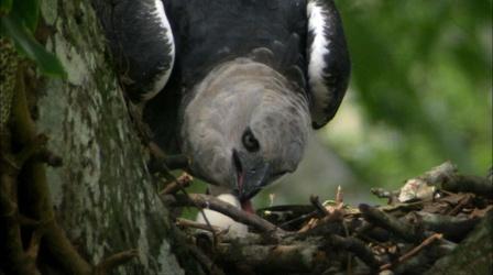 Video thumbnail: Nature A Hungry Harpy