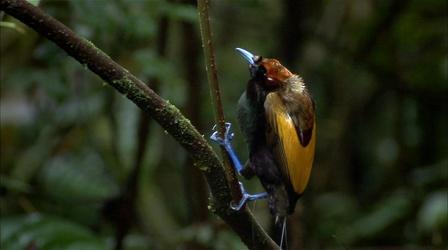 Video thumbnail: Nature Magnificent Bird of Paradise