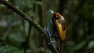 Magnificent Bird of Paradise