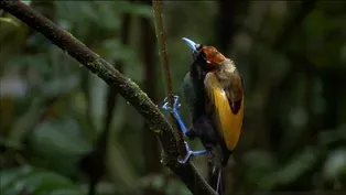 Magnificent Bird of Paradise