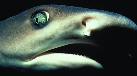 Video thumbnail: Nature Shark Mountain
