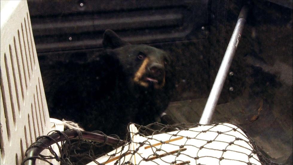 S29 Ep14: A Bear Goes Home image