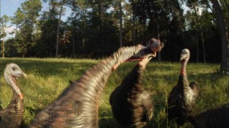 Video thumbnail: Nature Turkey Fight