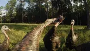 Turkey Fight