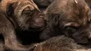 Radioactive Wolf Pups