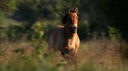 Video thumbnail: Nature A Place for Wild Horses