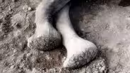 Short | Death of a Matriarch | Echo: An Elephant to Remember