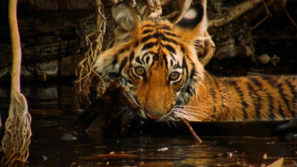 S29 Ep9: A Mischievous Tiger image