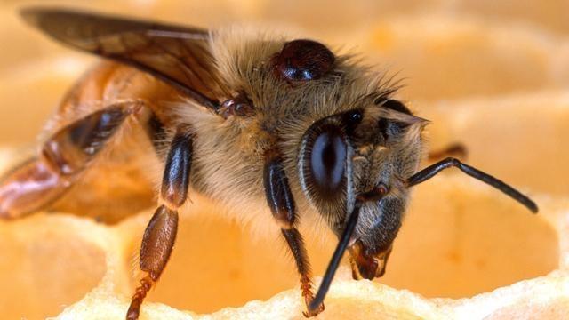 Nature | Silence of the Bees | Season 26 | Episode 1 | PBS