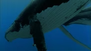 Ocean Giants: Voices of the Sea