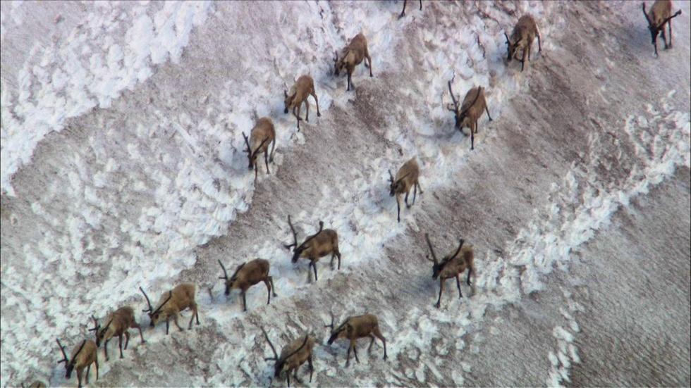 S29 Ep15: Caribou Shaping the Landscape image