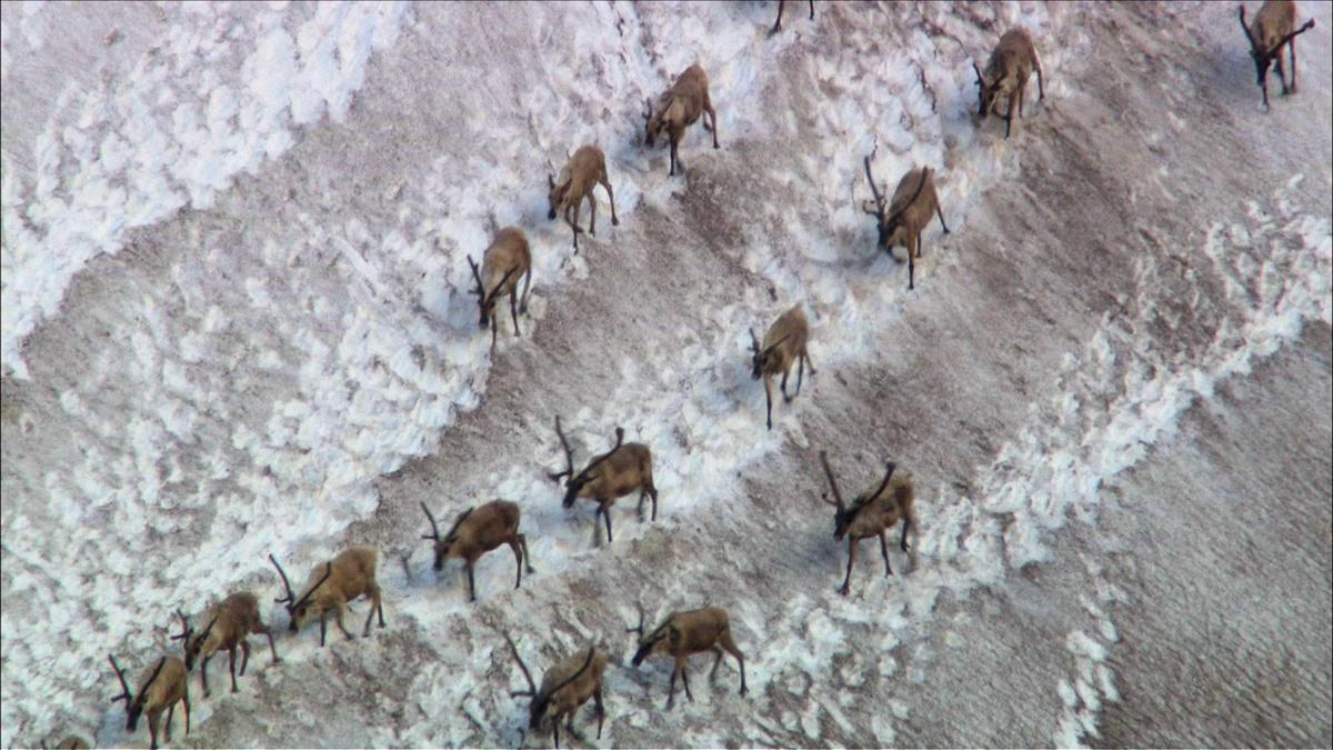 Caribou Shaping the Landscape | Nature | THIRTEEN - New York Public Media