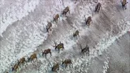 Caribou Shaping the Landscape