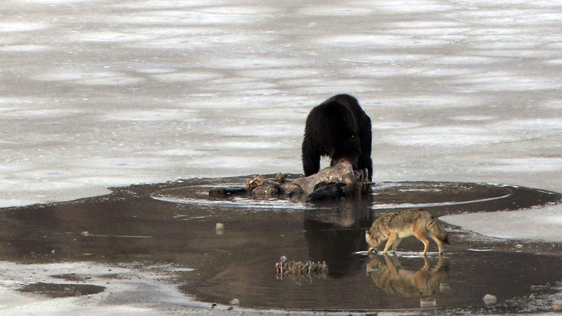 Clash: Encounters of Bears and Wolves
