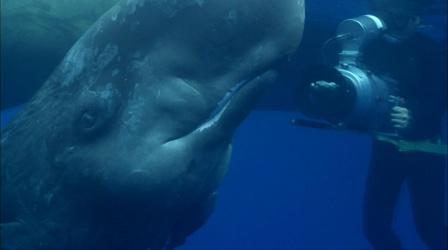 Video thumbnail: Nature Visit from an Infant Sperm Whale