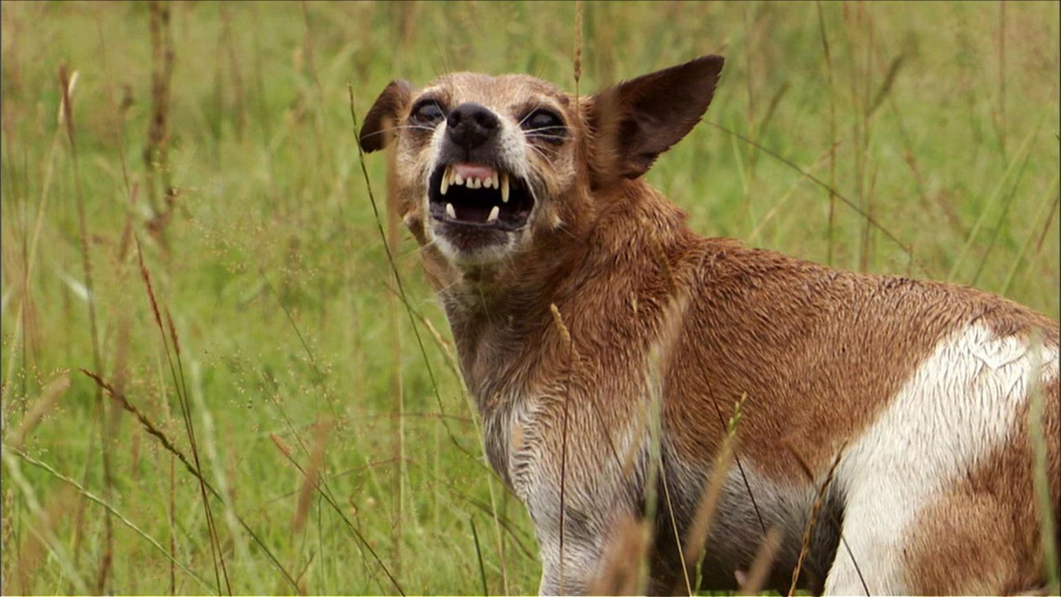 Dogs That Changed The World Dogs By Design Nature PBS