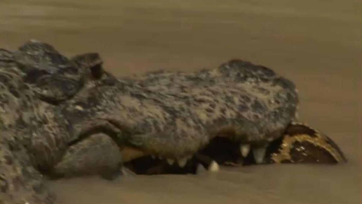 Python Next To Alligator Alligator Versus Python | Nature | THIRTEEN - New York Public Media