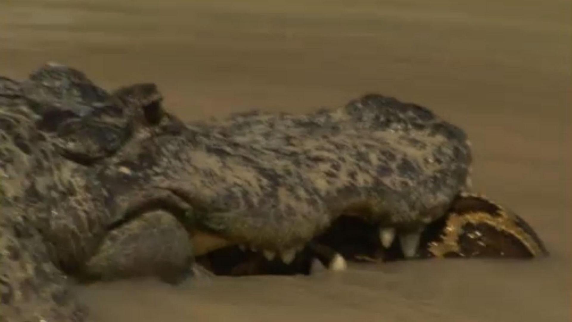 Alligator Versus Python | Nature | THIRTEEN - New York Public Media