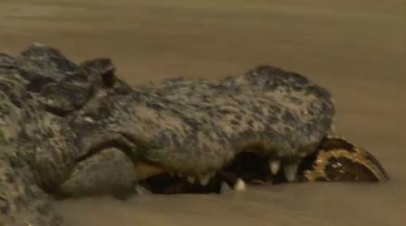 Video thumbnail: Nature Alligator Versus Python