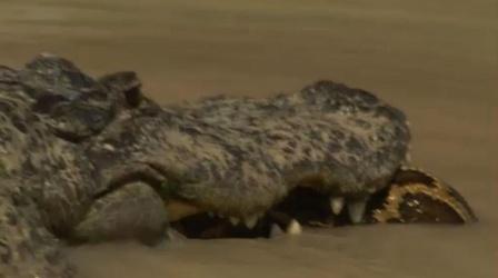 Alligator Versus Python