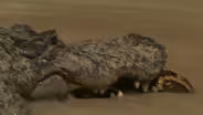 Alligator Versus Python