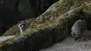 Filming Raccoons is Hard