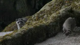 Filming Raccoons is Hard