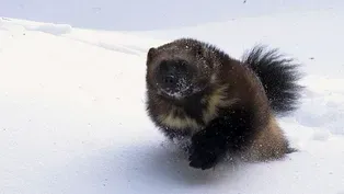 Wolverine: Chasing the Phantom