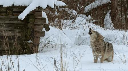 Video thumbnail: Nature Radioactive Wolves