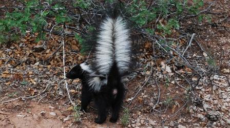 Video thumbnail: Nature Is That Skunk?