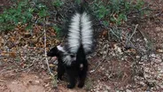 Is That Skunk?