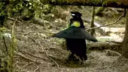 Lawes's Parotia