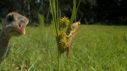 Video thumbnail: Nature A Grasshopper Run