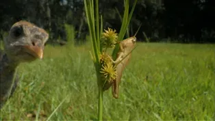 A Grasshopper Run