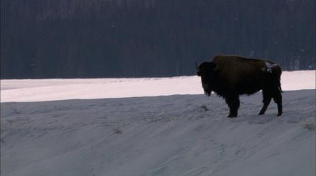 Video thumbnail: Nature Christmas in Yellowstone