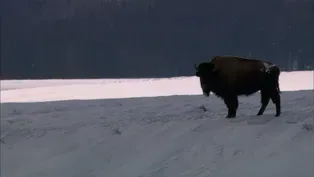 Christmas in Yellowstone