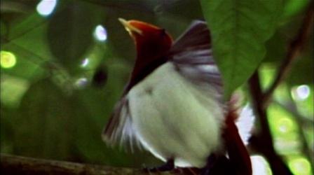 Video thumbnail: Nature King Bird of Paradise