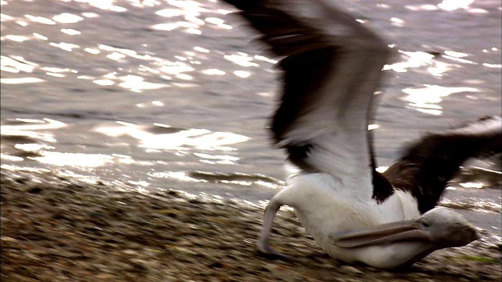 S29 Ep10: Pelican Tantrums image