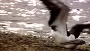 Pelican Tantrums