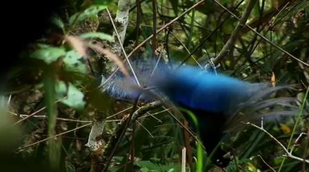Video thumbnail: Nature Blue Bird of Paradise