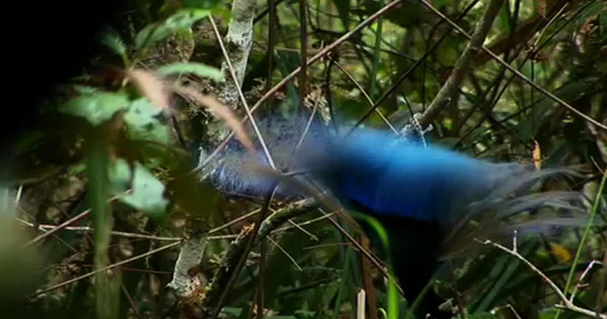 Nature | Blue Bird of Paradise | Season 29 | Episode 7