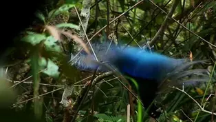 Blue Bird of Paradise