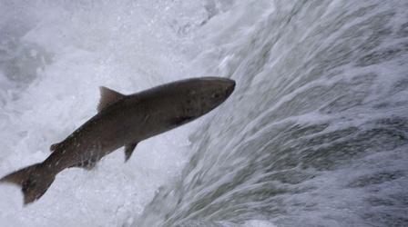 Salmon: Running the Gauntlet - Trailer