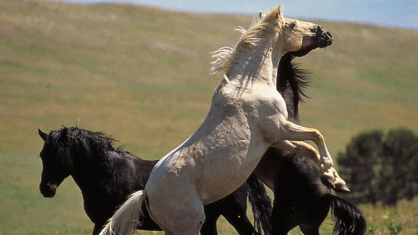 Cloud: Wild Stallion of the Rockies