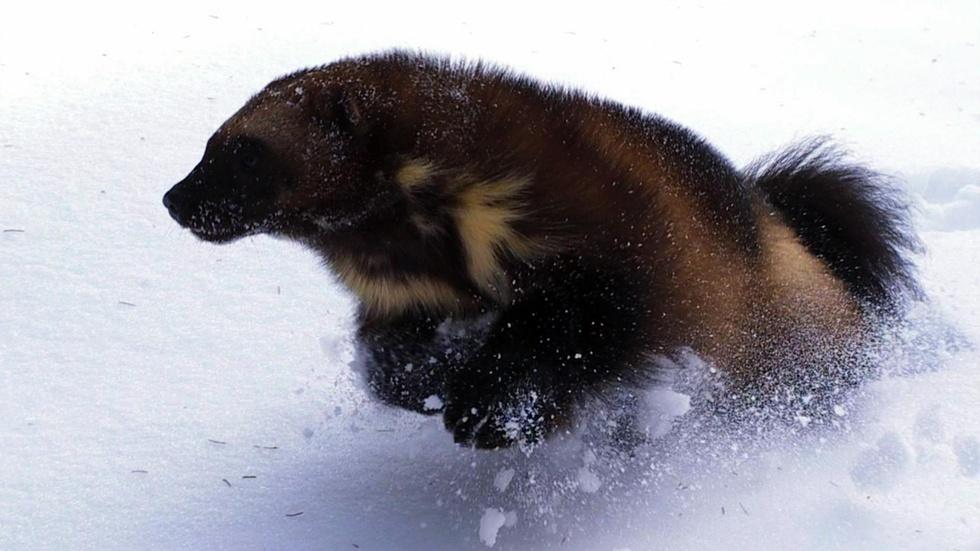 S29 Ep4: Short | The Phantom | Wolverine: Chasing the Phanto image