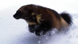 Short | The Phantom | Wolverine: Chasing the Phantom