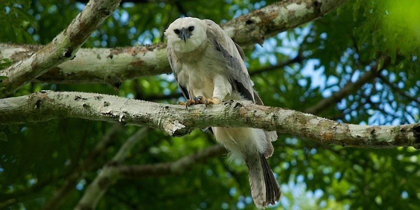 Blue Planet Biomes - Harpy Eagle