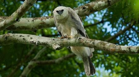 Video thumbnail: Nature Jungle Eagle